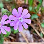 Vom Frühlingsregen noch nasse Nelken