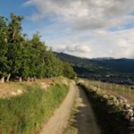 Saftige Wiesen, Obstbäume und Trockenmauern säumen den Rückweg nach Brixen