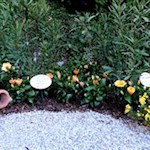 Il giardino botanico presso la cascata del Varone, è curato nei minimi dettagli