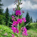 Auch das Weidenröschen gedeiht am Wegesrand