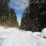 Durch den schneeverhangenen Wald zur Welschellener Alm