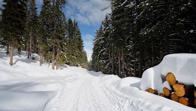 Durch den schneeverhangenen Wald zur Welschellener Alm