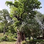 Anmutiger Kastanienbaum am Wegesrand