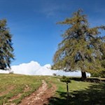 Der Hirtensteig wird von wunderschönen Lärchen gesäumt