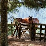 Neugierige Weggefährten