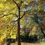 Durch goldgelb gefärbte Haine nach Barbian