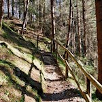 Mit Elfe Lili durch den lichtdurchfluteten Wald