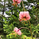 In den Wiesen um die Almhütte Messnerjoch gedeiht auch der Türkenbund
