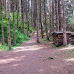Der Themenweg führt durch einen schattenspendenden Wald