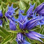 Gentiana asclepiadea