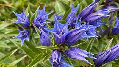 Gentiana asclepiadea