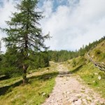 Allmählich geht der Weg in freies Almgelände über