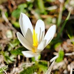 Weißer Krokus, ein Frühlingsbote am Wegesrand