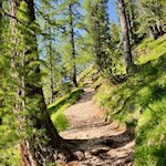 Durch lichten Wald zur Croda da Lago Hütte