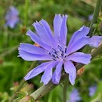 Gemeine Wegwarte am Wegesrand