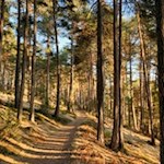 Durch den Wald zurück nach Jenesien