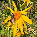 Arnika am Wegesrand zur Grente Alm