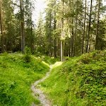 Rückweg durch den Wald