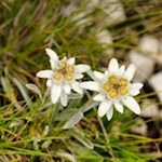 Edelweiß am Herrensteig