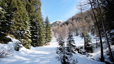 Die Wanderung zur Uwaldalm führt durch einen märchenhaft verschneiten Nadelwald
