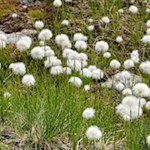 Wollgras am Ufer des Malersees