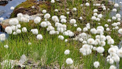 Wollgras am Ufer des Malersees