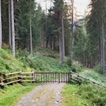 Auf breitem Waldwege zur Busegge Alm
