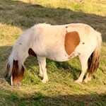 Pony bei der Gasser Hütte