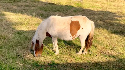 Pony bei der Gasser Hütte