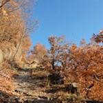 Auf dem alten Pflasterweg nach Lengstein