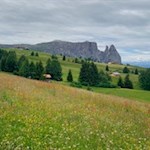 Die malerischen Wiesen der Seiser Alm vor der Kulisse des Schlern