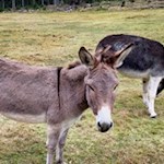 Die gastfreundlichen Esel des Häusler Sam