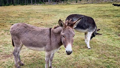 Die gastfreundlichen Esel des Häusler Sam