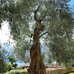 In Torbole zuhauf zu finden: die immergrünen Olivenbäume