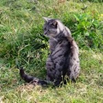 Die kecke Zirmait-Katze