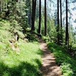 Auf den schmalen Waldpfaden kann man den Weg zur Hühnerspielhütte abkürzen