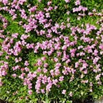 Stängelloses Leimkraut