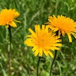 Auf der Seiser Alm gedeihen rund 800 verschiedene Pflanzenarten