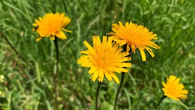Auf der Seiser Alm gedeihen rund 800 verschiedene Pflanzenarten