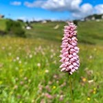Auch der Schlangen-Knöterich wächst auf der Seiser Alm