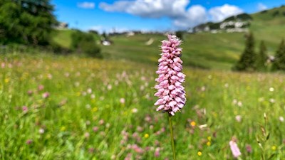 Auch der Schlangen-Knöterich wächst auf der Seiser Alm