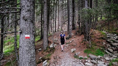 Der Steig Nr. 2 führt im steten Anstieg durch den Wald