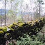 Die Trockenmauern sind ein Refugium für zahlreiche Kleintiere wie Eidechsen oder Käfer