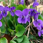 Veilchen nahe Schloss Prösels