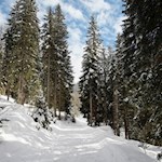 Waldweg um den Antholzer See