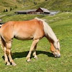 Sanfte Haflinger weiden in den malerischen Almwiesen 