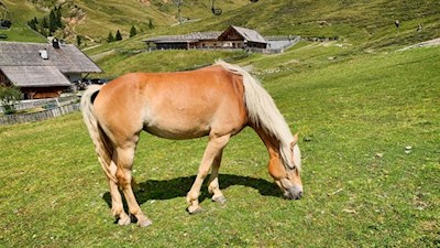Sanfte Haflinger weiden in den malerischen Almwiesen 