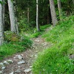 Der Waldpfad schlängelt sich in zahlreichen Serpentinen zur Nockalm