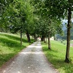 Der Alleenweg führt zurück ins Dorf