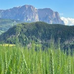 Neben uns erhebt sich der Schlern